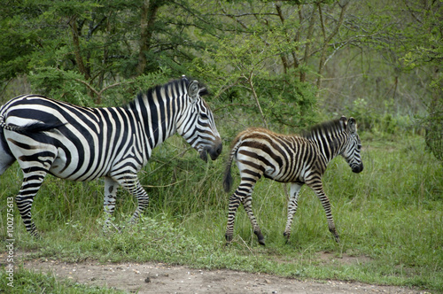 Zebra In Lake Mburo National Parc, Uganda
