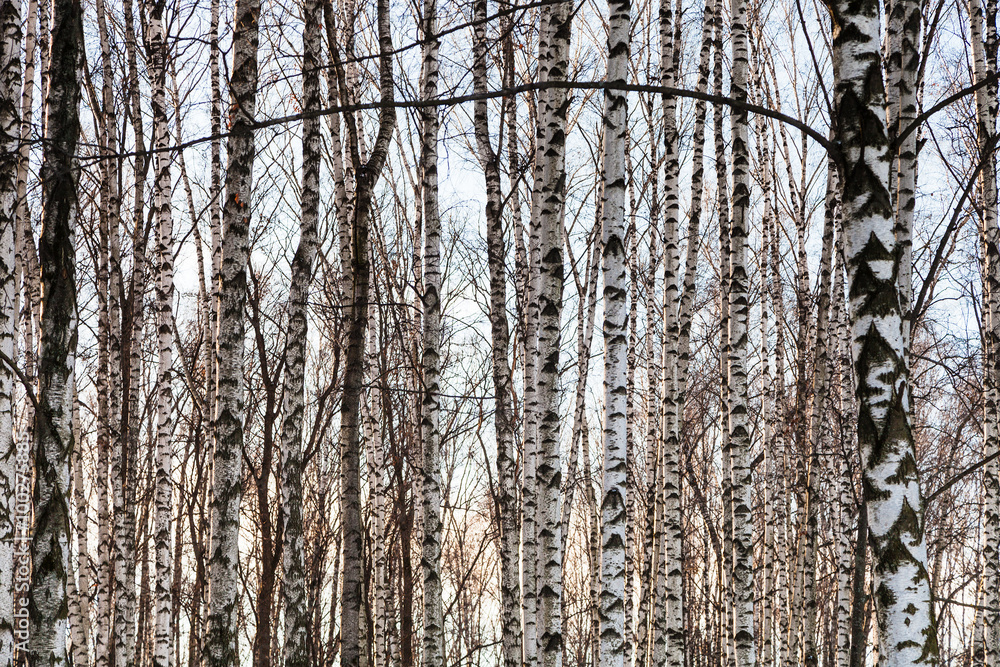 Obraz premium bare white birch trunks in winter forest