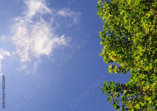 Green leaf and sky