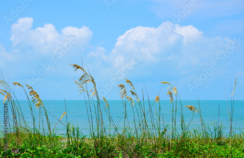 Row of beautiful sea oats against a blue ocean and fluffy clouds background