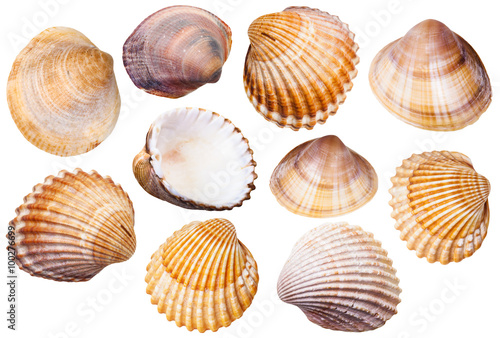 set of clam mollusc shells isolated on white