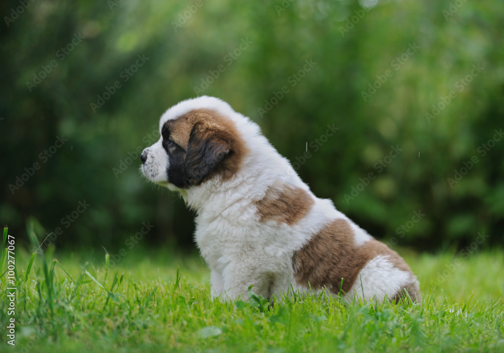 Saint Bernar puppy sitting in the grass Saint Bernar puppy sitting in the grass