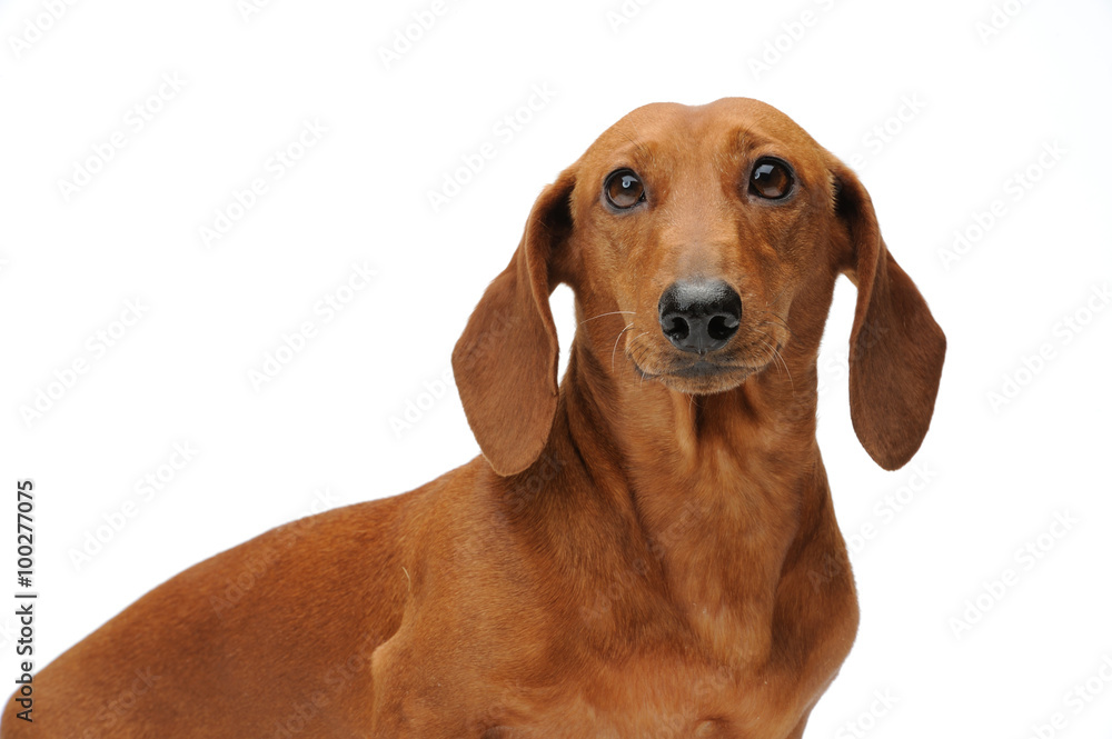 Portrait of the red dachshund