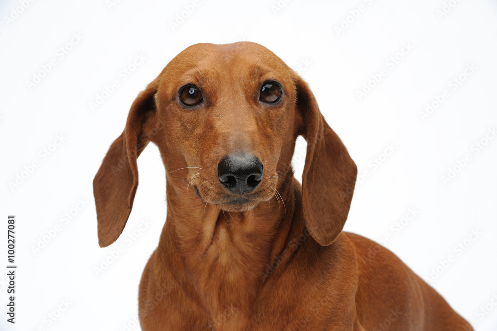 Portrait of the red dachshund