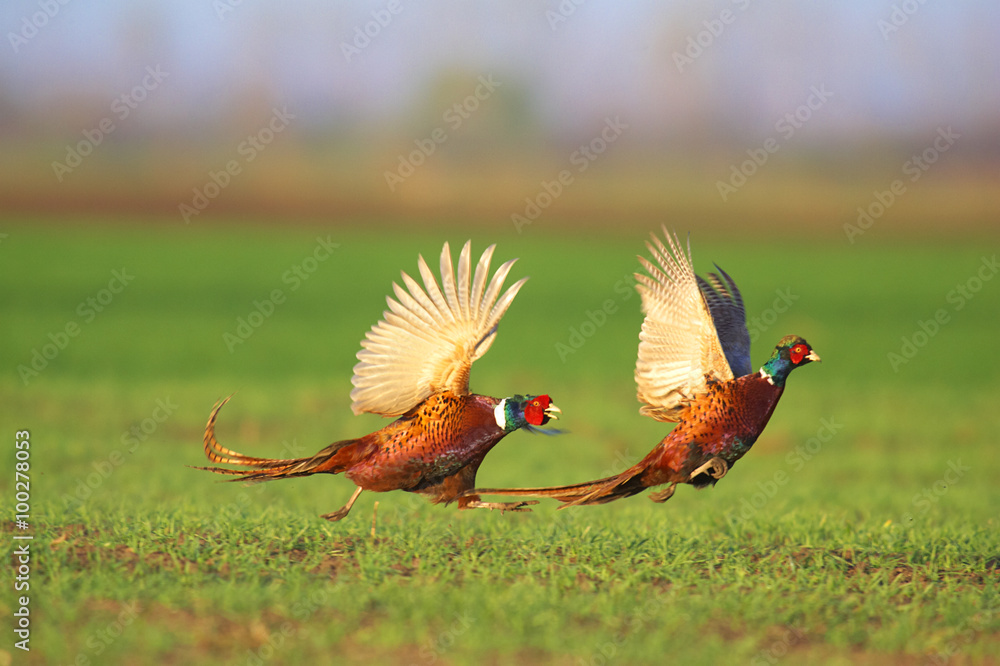 Fototapeta premium Revierkampf