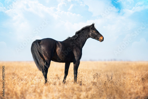 Dark brown horse stay on the yellow field with the tall grass on © ashva