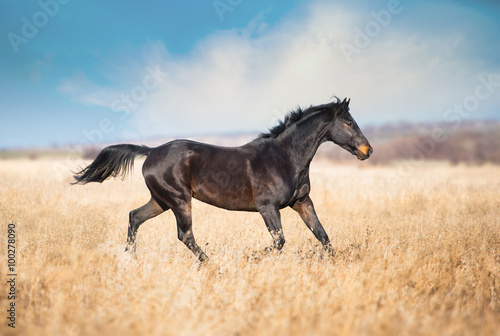 Dark brown horse run across the yellow field with the tall grass