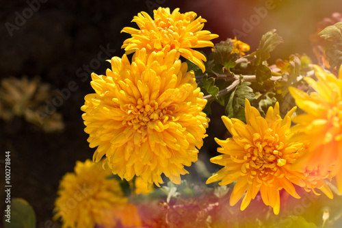 Yellow chrysanthemum