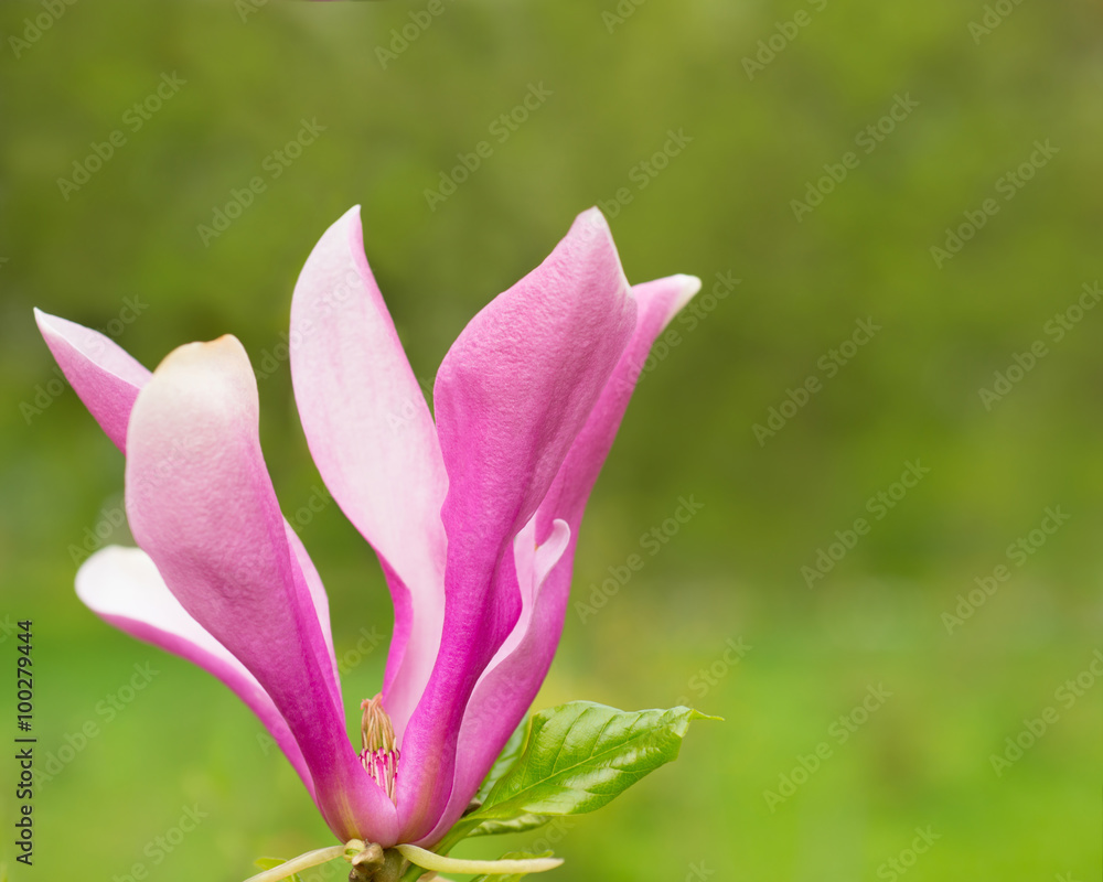 Fototapeta premium Magnolia flower