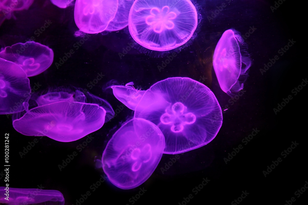 Fototapeta premium Group of light purple jellyfish