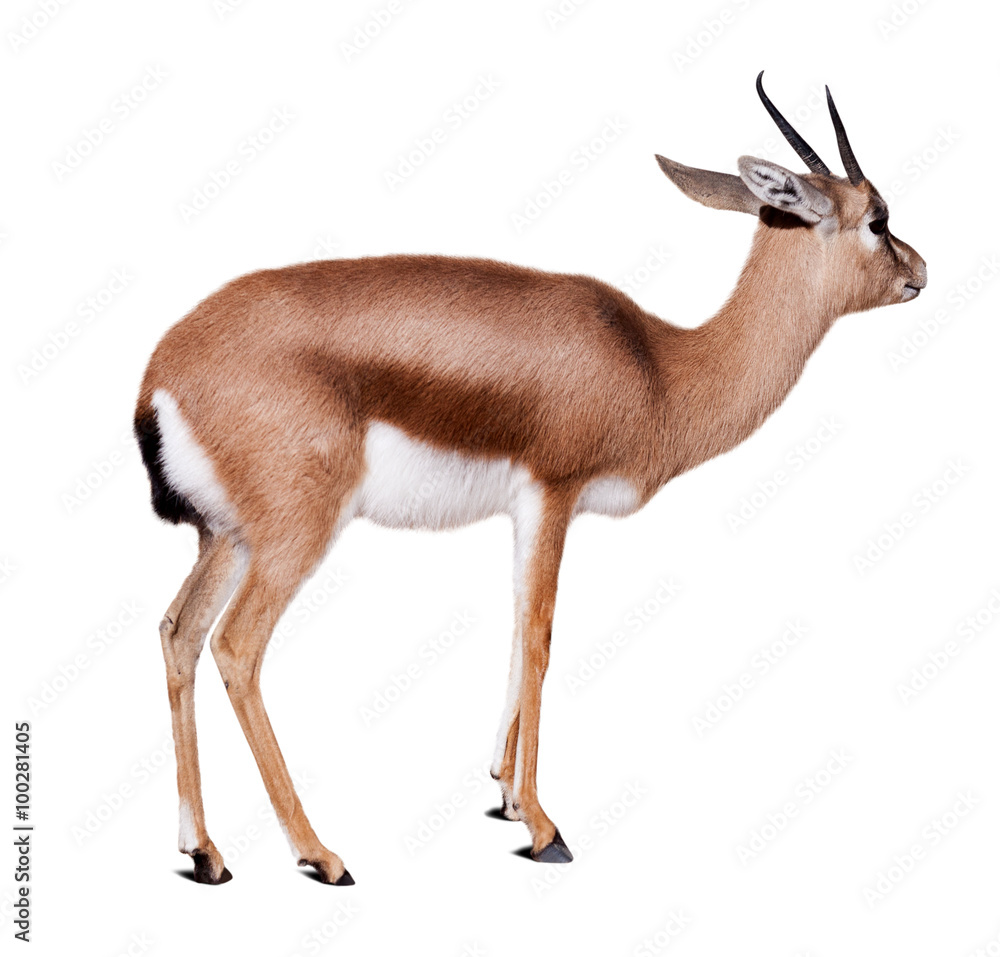 Obraz premium dorcas gazelle, isolated over white