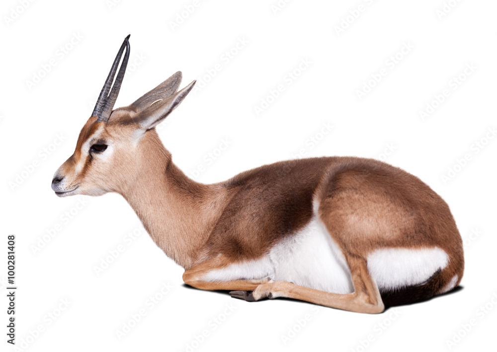 Fototapeta premium Sitting dorcas gazelle