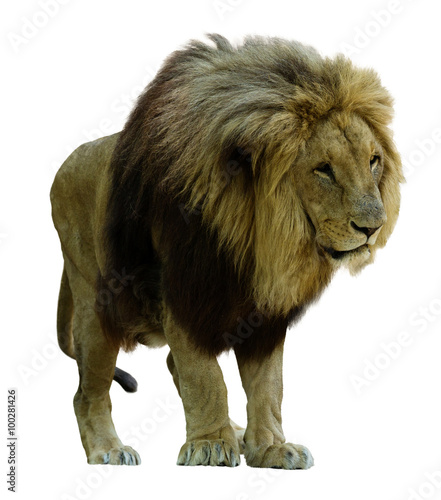 Standing lion