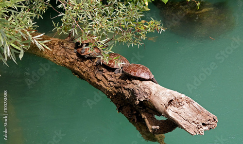 Photography River turtles during mating season