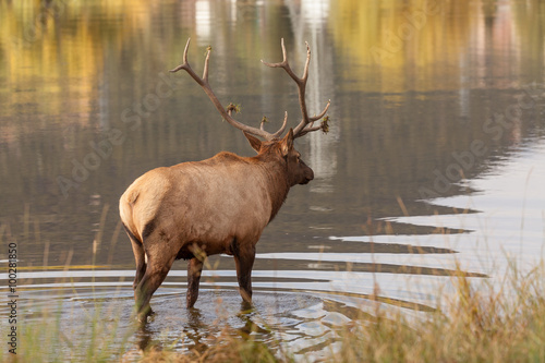 Bull Elk by Lake During the Fall Rut