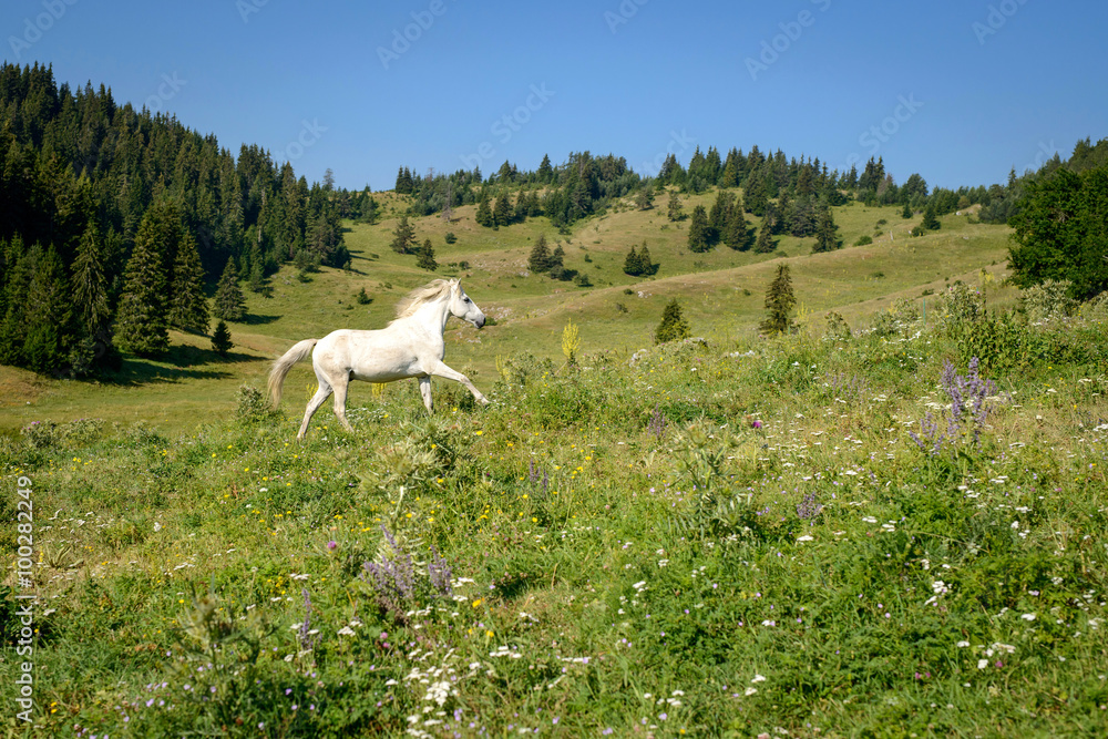 Obraz premium mountain landscape with galloping white horse