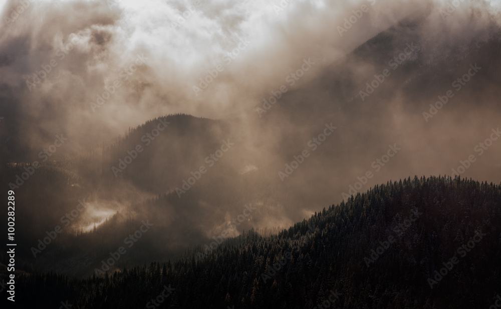 Forested mountain slope in low lying cloud