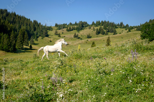 mountain landscape with galloping white horse