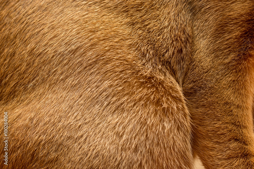 Abyssinian cat fur texture