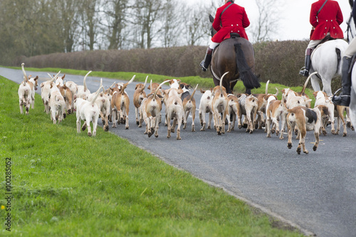 Fox Hunt, horses and hounds photo