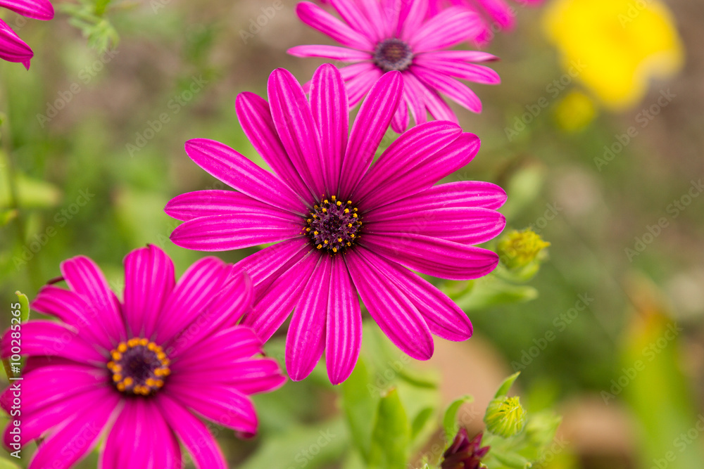 Obraz premium Pink Flowers