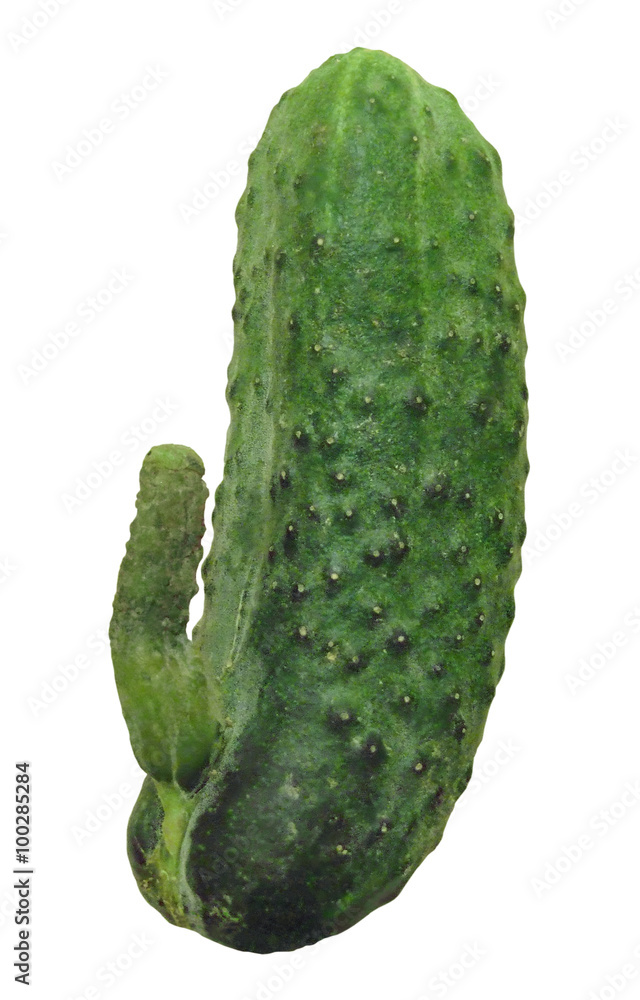 Αυτοκόλλητο Cucumber with appendage in the form of penis