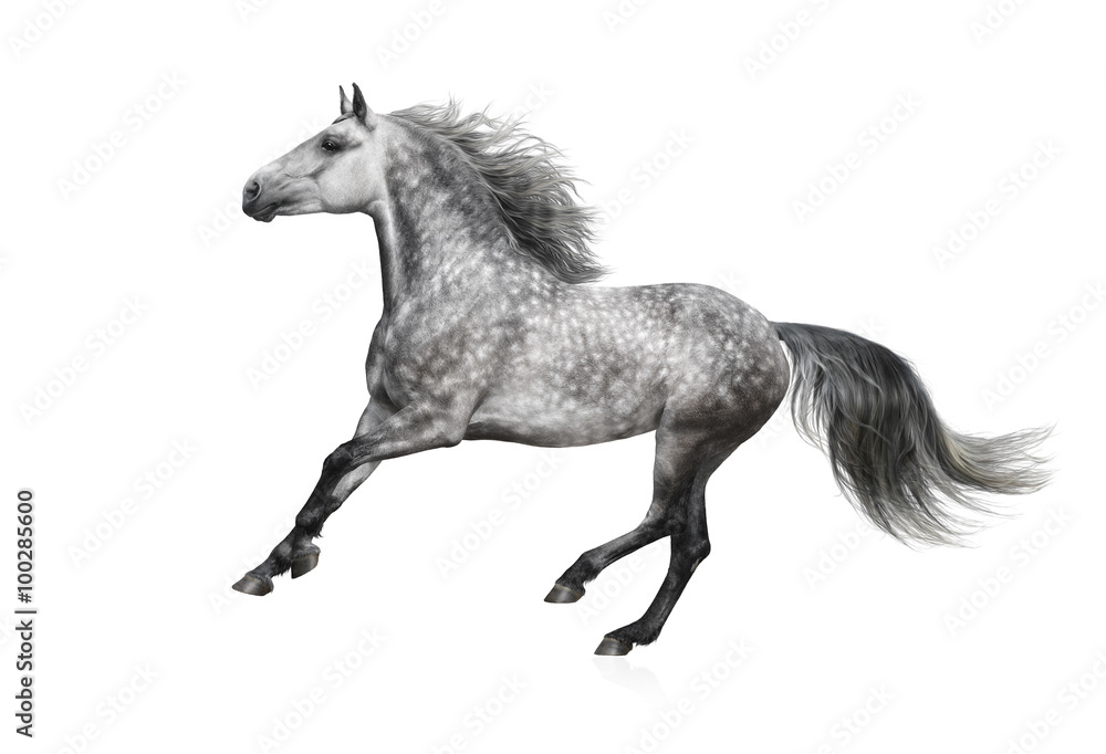 The grey Andalusian stallion gallops on white background