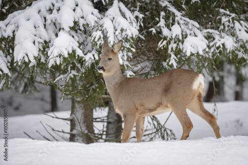 Roe deer in winter