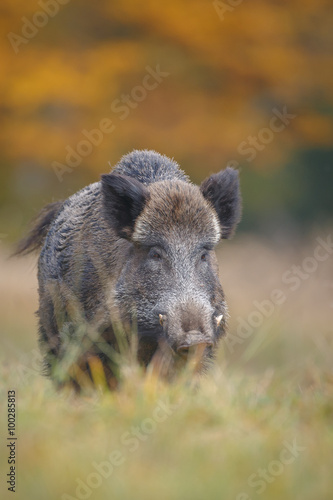 Wild boar, male, in autumn