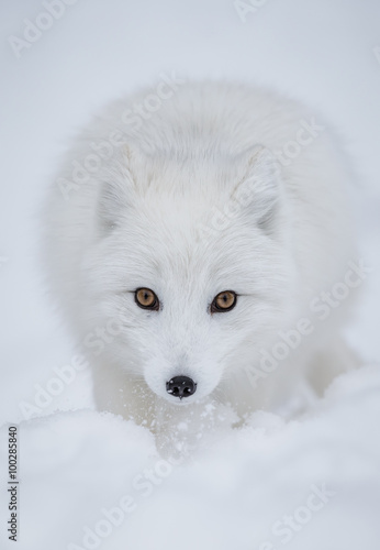 Εκτύπωση καμβά Arctic fox straight on in the snow