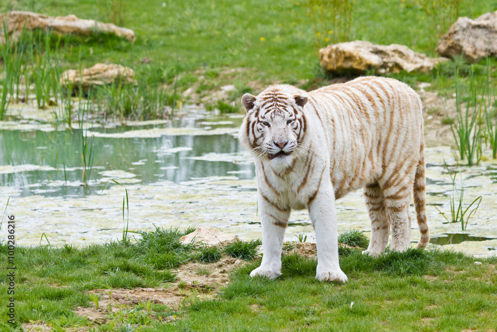Fototapeta premium Weißer Bengal-Tiger (Panthera tigris tigris)