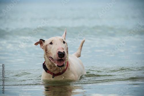 Bull Terrier Dog playing water