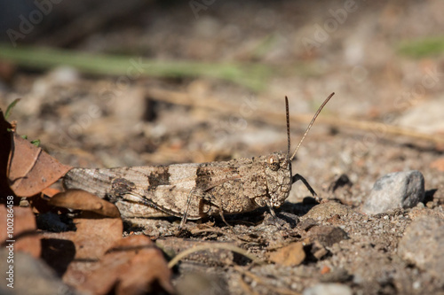 Grasshopper, Italy
