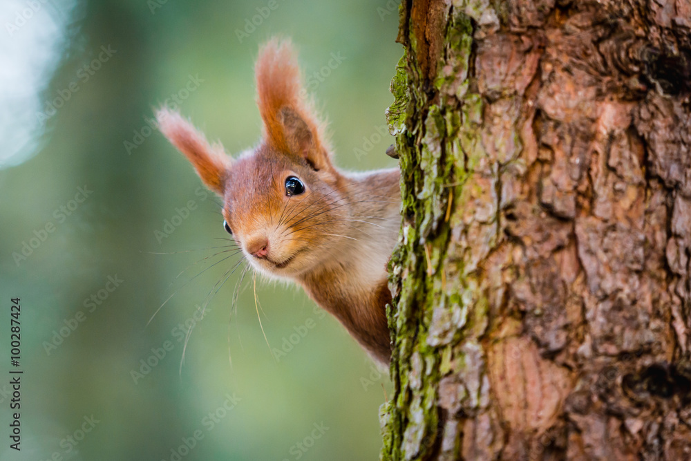 Fototapeta Curious red squirrel peeking behind the tree trunk