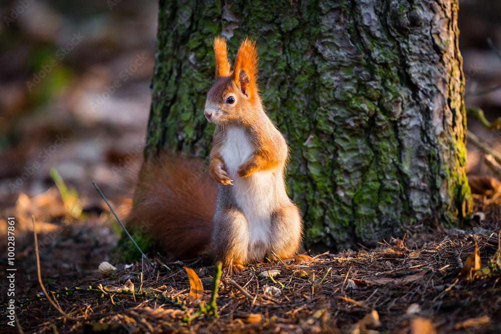 Cute red squirrel watches forest warily Cute red squirrel watches forest warily