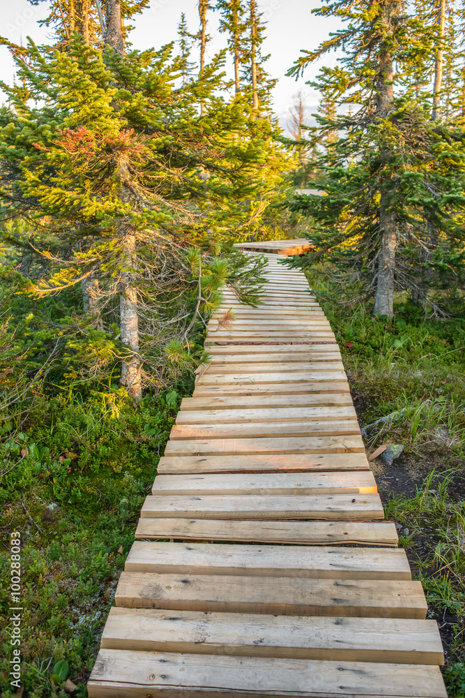 pathway in green forest
