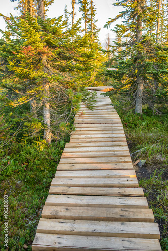 pathway in green forest 