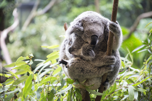 Photography Koala and her joey