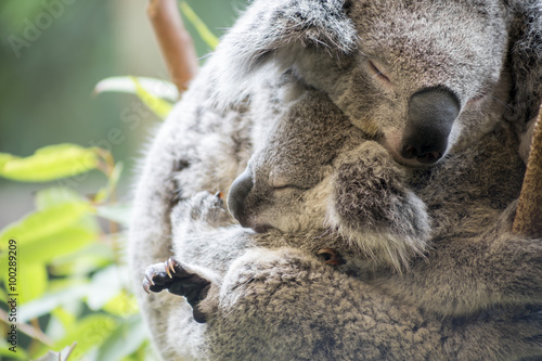 Fototapeta Naklejka Na Ścianę i Meble -  Mother and joey koala cuddling