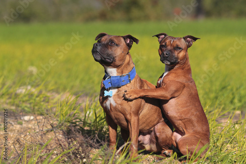 dog hugging