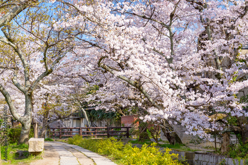 Philosopher's Walk in Kyoto, Japan during spring season. Philosopher's Walk in Kyoto, Japan during spring season.