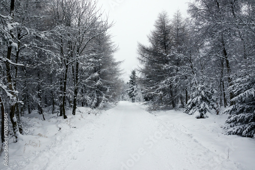 Wallpaper Mural cold and snow in the woods Torontodigital.ca