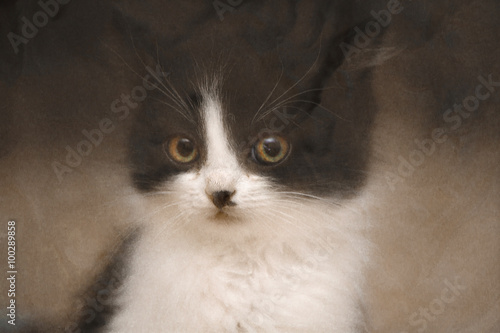 Портрет котенка за пластиковым навесом