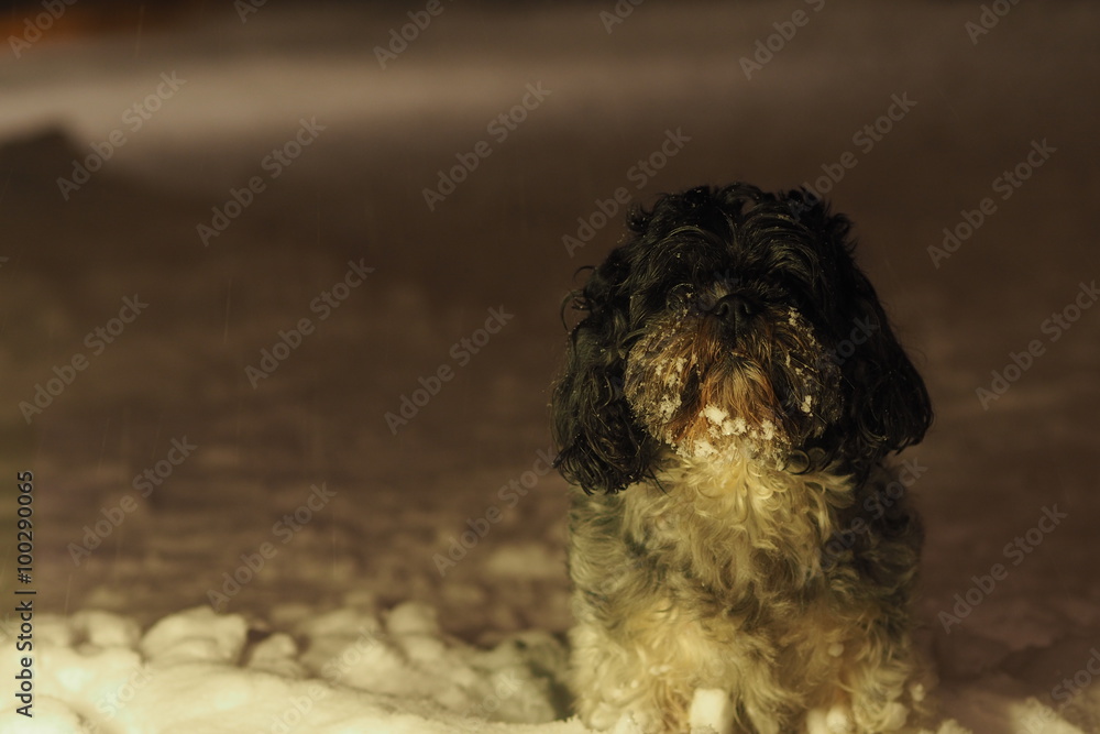 Shih Tzu w śniegu Shih Tzu w śniegu