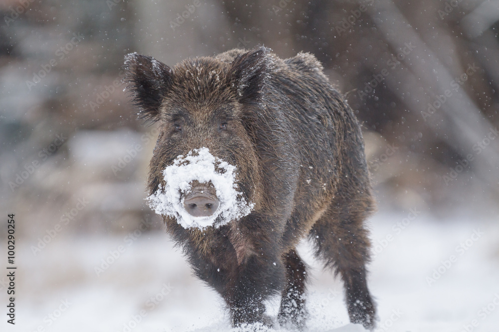 Male boar with snow covered snout Male boar with snow covered snout