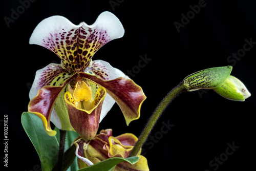 Fototapeta Naklejka Na Ścianę i Meble -  Frauenschuh Orchidee