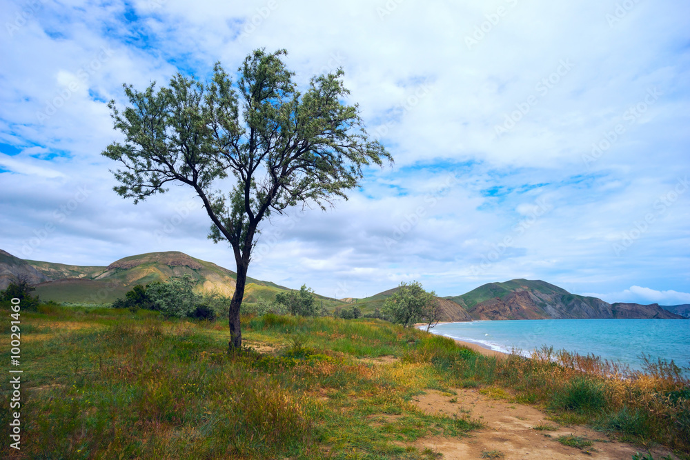 Tree on the beach,Quiet Bay in Crimea. Tree on the beach,Quiet Bay in Crimea.