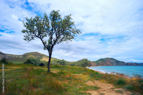 Tree on the beach Quiet Bay in  Crimea.