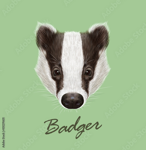 Photographie Badger wild animal face