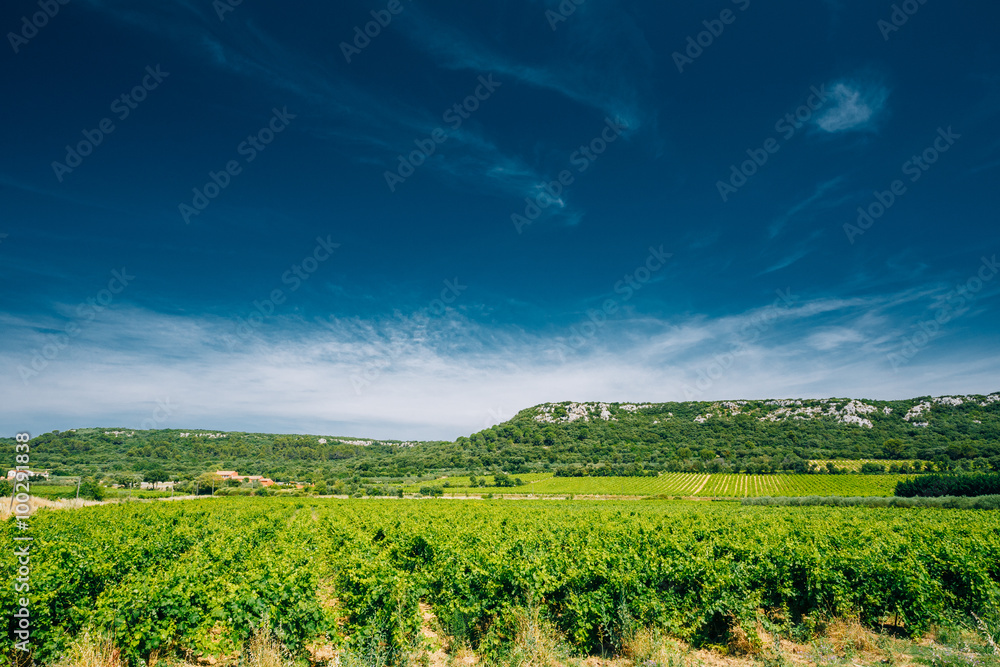 Vineyard of the South of France. Sunny summer day. Copy space on